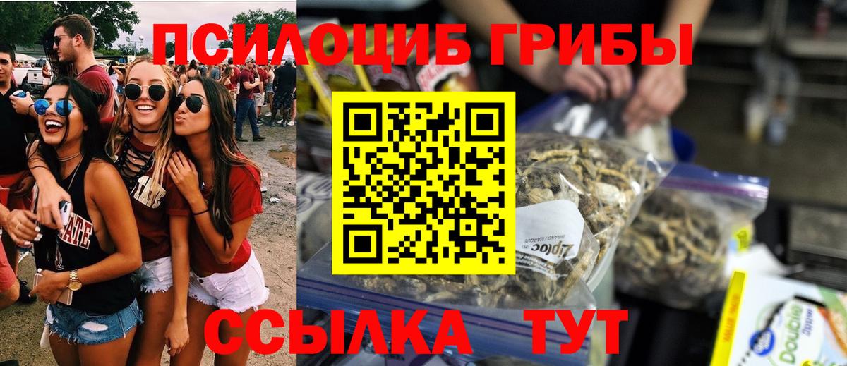 Псилоцибиновые грибы Psilocybe Саяногорск