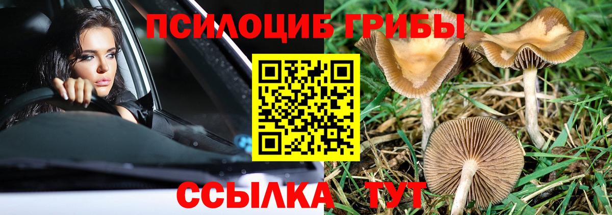 Саяногорск  Псилоцибиновые грибы Cubensis  Галлюциногенные грибы прущие грибы  Вход с VPN 